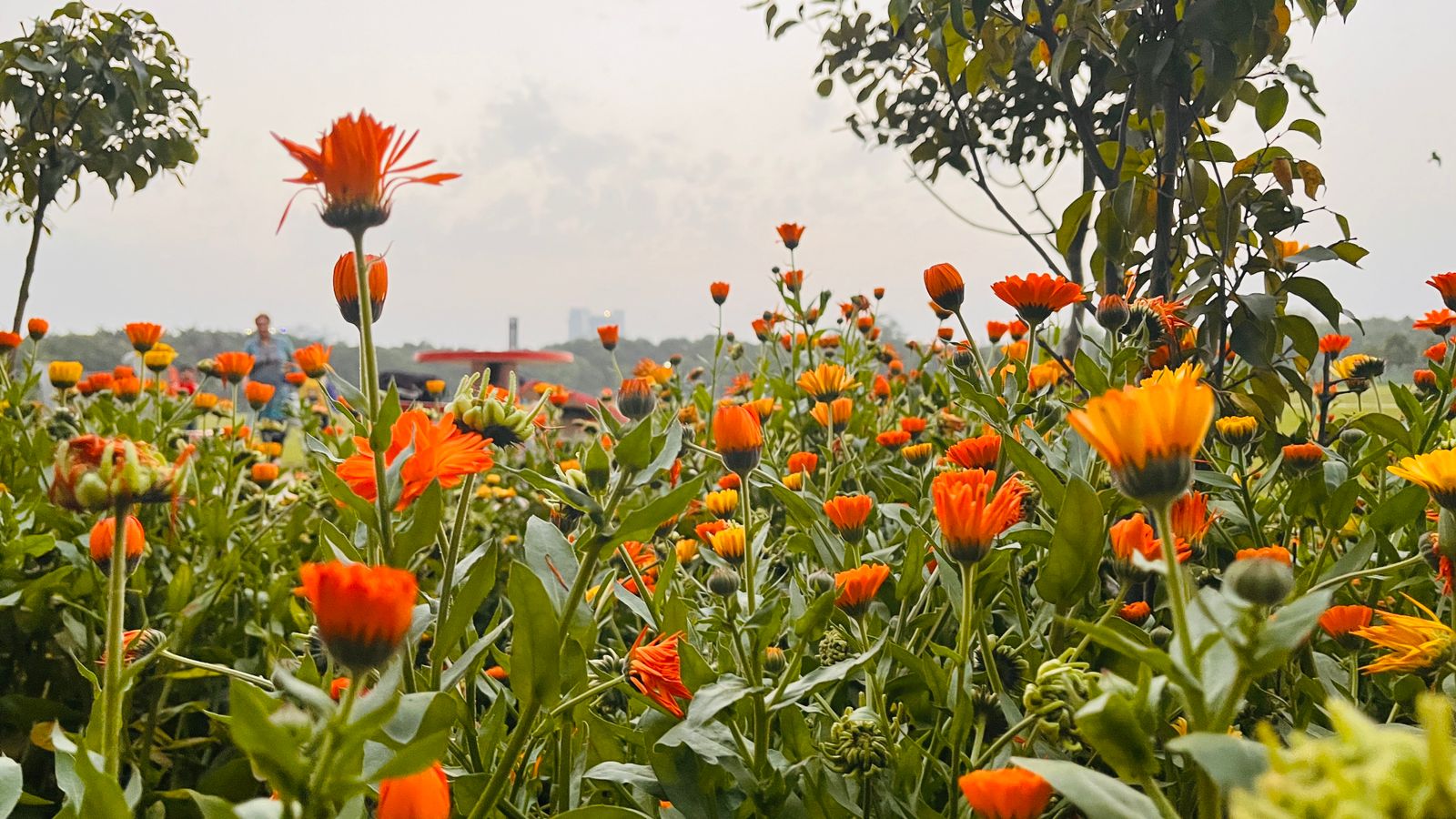 English Language Teacher Education